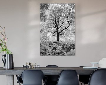 Arbre en noir et blanc