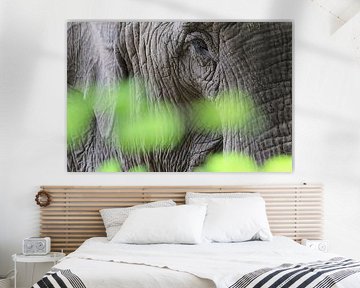 Elephant by Martijn Busker