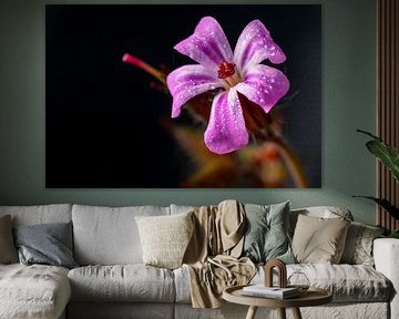 Flower in the dark