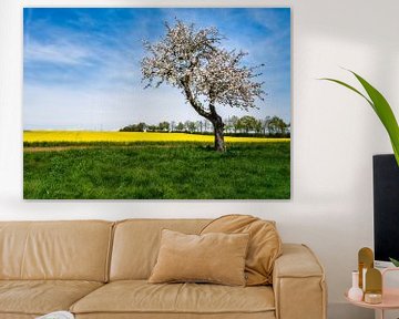 Landschap in de lente met een bloeiende boom van ManfredFotos