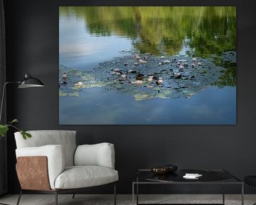 Waterlelies en weerspiegeling in het kalme water