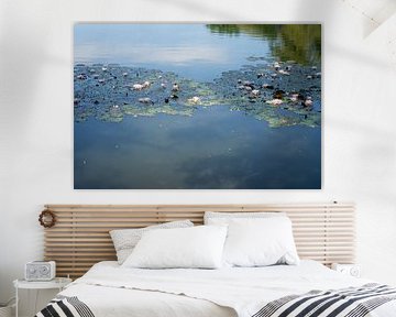 Nénuphars et reflet du ciel sur Adriana Müller