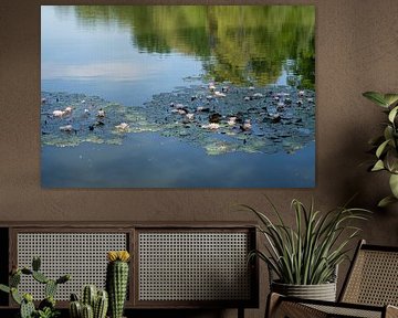 Nénuphars et reflets d'été sur Adriana Müller