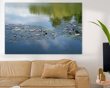 Waterlelies zwemmen in kalm water van Heidemuellerin