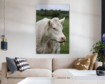 Portret van een koe in de wei van W J Kok