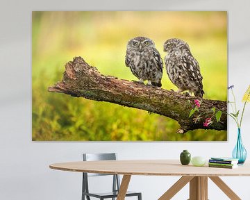 Little Owls by Dick van Duijn