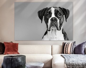 Boxer hond van Poster Art Shop