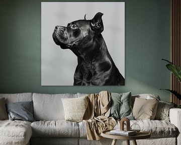 Cane Corso portret van Poster Art Shop