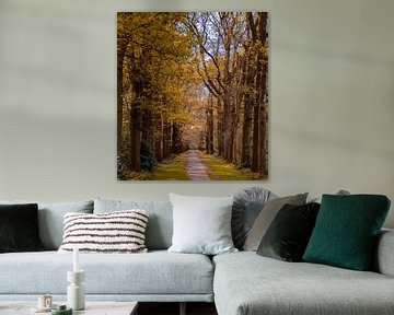 Oneindig pad in de bossen