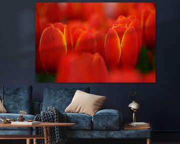 Tulipa World's Favorite by Albert van Dijk