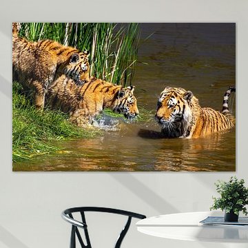 Majestic Amur Tiger with Youth in the Water