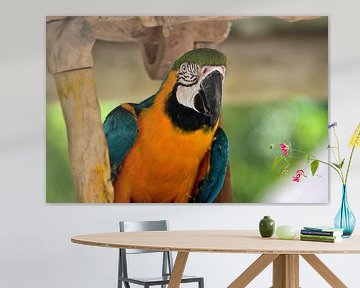 Blue macaw in the Everglades by Karel Frielink