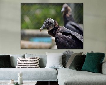 Black vulture in the Everglades by Karel Frielink