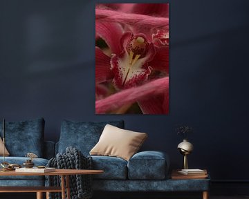 Softness of the orchid.2 by Daniëlle Eibrink Jansen