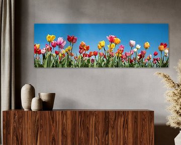 Tulip panorama with colourful tulips in different varieties by SusaZoom