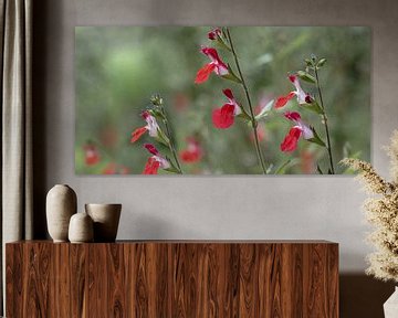 'Hot Lips', Rode Salvia Bloemen Panoramisch van Imladris Images