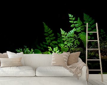 varens en mos, ferns and moss