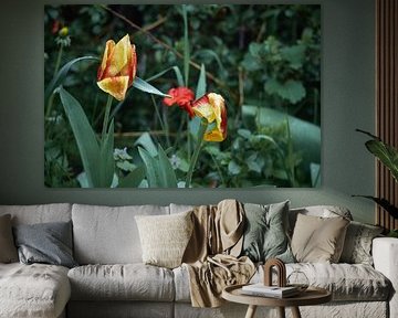 Tulips on a rainy day in May by Christoph Marquardt