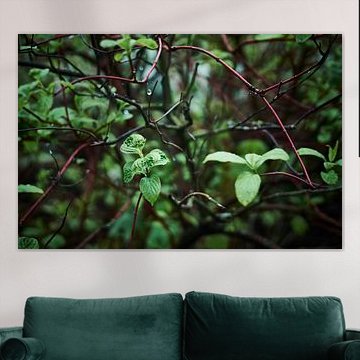 Bladeren en regendruppels