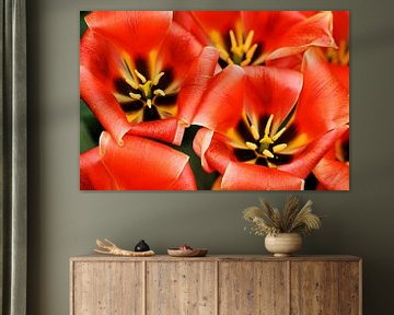 Tulipa Calypso by Albert van Dijk