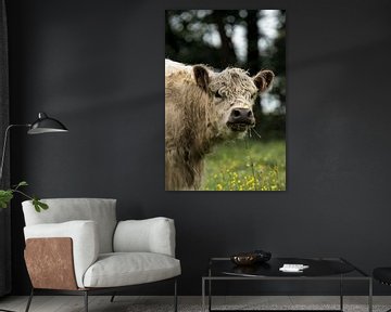 Blonde Galloway koe van Sara in t Veld Fotografie