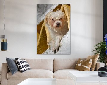 Die Neugierde hat den Hund getötet von My Footprints