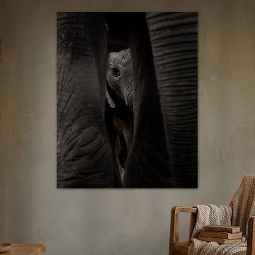 Elephant cub by Piet Jetse Heeringa