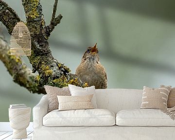 Winterkoning (vogel) op tak