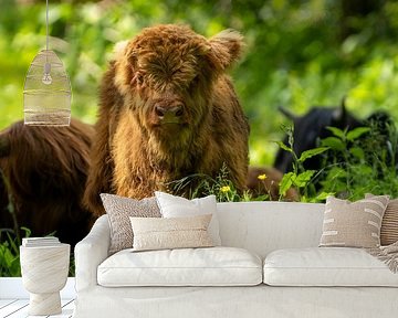 Schotse Hooglander (jong)