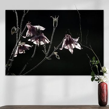 Sierlijke roze akelei bloemen