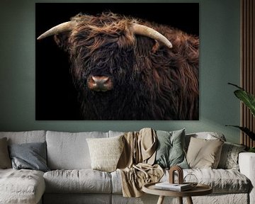 Schotse hooglander tegen zwarte achtergrond (kleur) van Maickel Dedeken