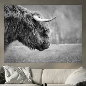 Scottish highlander in the rain (black and white)