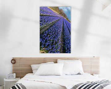 Bollenveld, blauwe hyacinten by Peet Romijn
