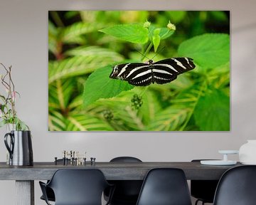 Macro Photo of zebra butterfly by Thomas Poots