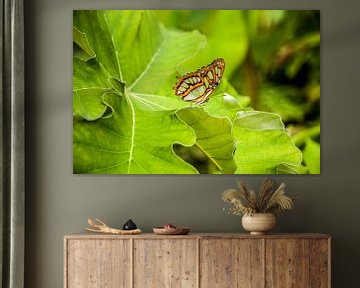 Vlinder op groene bladeren van Thomas Poots