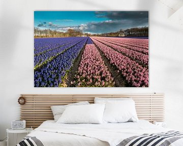 Bollenveld met blauwe en roze hyacinten van Peet Romijn