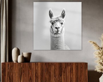 Lama in zwart-wit van Poster Art Shop