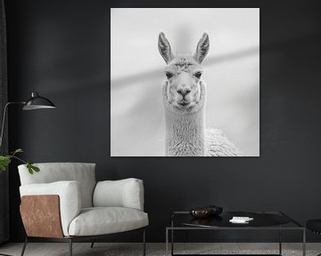 Lama van Poster Art Shop