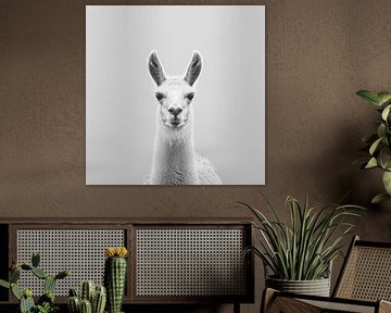 Lama van Poster Art Shop