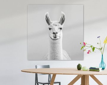 Lama van Poster Art Shop