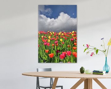 Tulips in bloom in the garden by Claude Laprise
