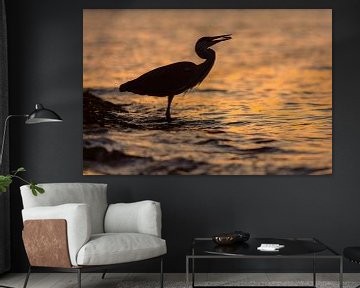 Blauwe Reiger silhouet vangt visje tijdens zonsondergang van Remco Van Daalen