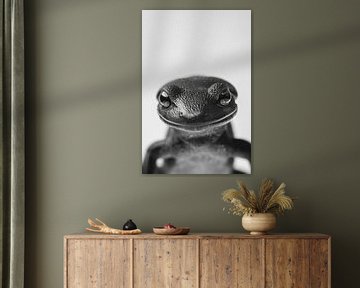 Salamander van Poster Art Shop