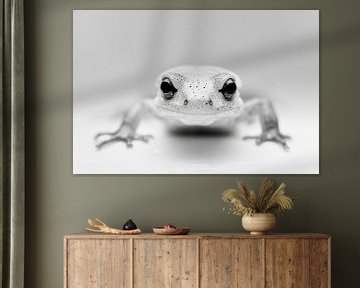 Salamander van Poster Art Shop