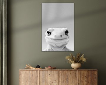 Salamander van Poster Art Shop