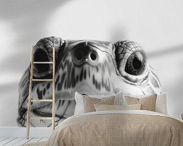 Schildkröte von Poster Art Shop