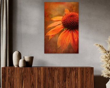 Echinacea  in Subtiele Textuur van Carla van Zomeren