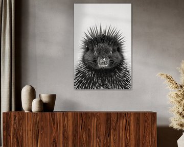Stekelvarken van Poster Art Shop
