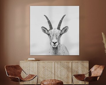 Steenbok in zwart-wit van Poster Art Shop