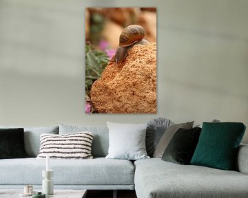 Avontuurlijke slak van Daniëlle Eibrink Jansen